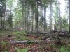 Вырубки в районе р.Шумичка