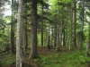 Территория не затронутая вырубками