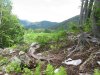 Просека рассекает лесной массив, вдающийся в территорию Кавказского заповедника