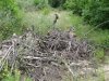 Инспекция парубки сосны пицундской в районе урочища Молоканова щель