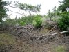 Инспекция парубки сосны пицундской в районе урочища Молоканова щель
