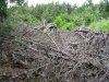 Инспекция парубки сосны пицундской в районе урочища Молоканова щель