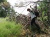 Инспекция парубки сосны пицундской в районе урочища Молоканова щель