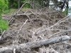 Инспекция парубки сосны пицундской в районе урочища Молоканова щель