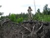 Инспекция парубки сосны пицундской в районе урочища Молоканова щель
