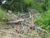 Инспекция парубки сосны пицундской в районе урочища Молоканова щель