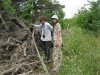Инспекция парубки сосны пицундской в районе урочища Молоканова щель