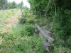 Инспекция парубки сосны пицундской в районе урочища Молоканова щель