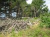 Инспекция парубки сосны пицундской в районе урочища Молоканова щель