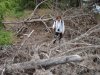 Инспекция парубки сосны пицундской в районе урочища Молоканова щель