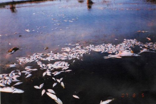 Заморы рыбы в низовьях р.Кирпили начались в 2007г.