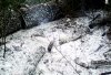 Новочеркасскую рощу «Красная весна» пытались поджечь