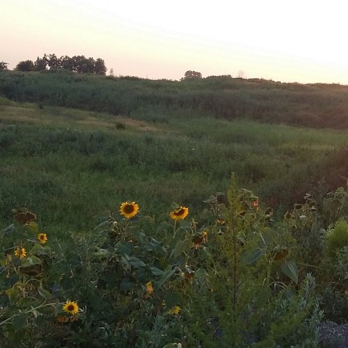 Большой остров на озере Старая Кубань в Краснодаре