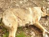 Maikop-Hund-Murder