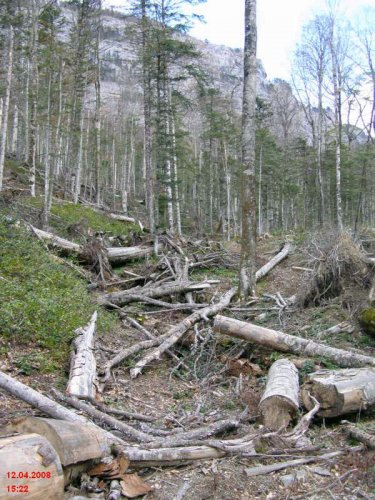 Вырубка во Всемирном Природном Наследии Западный Кавказ