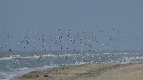 Чайки над Азовским морем в районе Кучугур