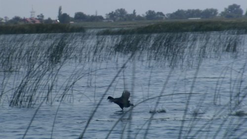 Взлетающая поганка сначала бежит по воде