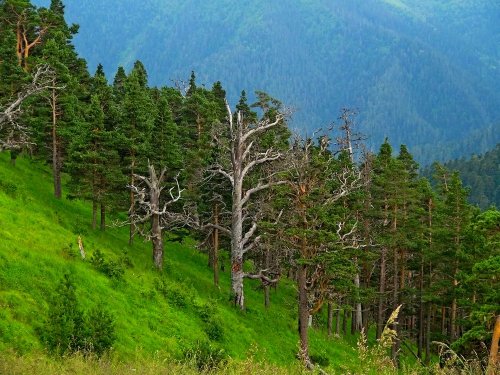 Лес в верховья приток реки Ачешбок