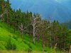 Лес в верховья приток реки Ачешбок