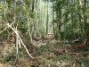Мезмай - вырубки