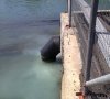 «Еврохим» сливает в море отходы неизвестного происхождения